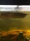 Arowana Fishes for sale in Conyers, GA 30012, USA. price: $85
