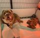 Artois Hound Puppies for sale in Love Field, Dallas, TX 75235, USA. price: NA