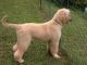 Artois Hound Puppies for sale in Columbus, MT 59019, USA. price: NA