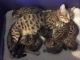 Ashera Cats for sale in 3711 Austerlitz, Netherlands. price: 45000 EUR