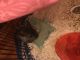 Ashy Chinchilla Rat Rodents for sale in San Jose, CA, USA. price: $350