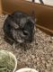 Ashy Chinchilla Rat Rodents for sale in Tustin, CA, USA. price: $250