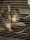 Ashy Chinchilla Rat Rodents for sale in Dacula, GA 30019, USA. price: $225