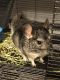 Ashy Chinchilla Rat Rodents