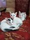 Asian Cats for sale in Bengaluru, Karnataka, India. price: NA