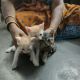 Asian Cats for sale in Tambaram, Chennai, Tamil Nadu, India. price: 50 INR