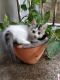 Asian Cats for sale in Washermanpet, Chennai, Tamil Nadu 600021, India. price: 1000 INR