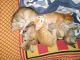 Asian Cats for sale in Chinchwad Gaon, Chinchwad, Pimpri-Chinchwad, Maharashtra 411033, India. price: 100 INR
