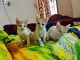 Asian Cats for sale in Koramangala 2nd Block, Koramangala, Bengaluru, Karnataka 560034, India. price: 50 INR