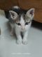 Asian Cats for sale in Wagholi, Pune, Maharashtra 412207, India. price: 100 INR