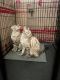 Asian Cats for sale in Woodbury, MN, USA. price: $500