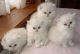 Asian Cats for sale in Indianapolis, IN, USA. price: NA
