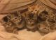Asian Cats for sale in Escondido, CA, USA. price: $600