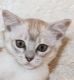 Asian Cats for sale in New York, NY, USA. price: NA