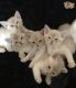 Asian Cats for sale in Northview Ave, Anderson, SC 29625, USA. price: NA