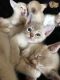 Asian Cats for sale in 203 NJ-4, Elmwood Park, NJ 07407, USA. price: NA