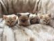 Asian Cats for sale in 229th Dr, Live Oak, FL 32060, USA. price: NA
