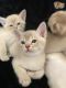 Asian Cats for sale in 336 N North Carolina Ave, Atlantic City, NJ 08401, USA. price: $450