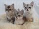 Asian Cats for sale in 904 FL-436, Altamonte Springs, FL 32714, USA. price: NA
