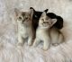 Asian Cats for sale in Greensboro, NC, USA. price: $500