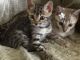 Asian Cats for sale in St Paris, OH 43072, USA. price: $1,200