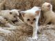Asian Cats for sale in New Caney, TX 77357, USA. price: $250
