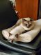 Asian Cats for sale in North Brunswick Township, NJ, USA. price: NA