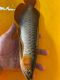 arowana asiatique Des poissons