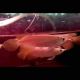 Asian arowana Fishes