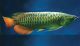 Asian arowana Fishes for sale in Los Angeles, CA, USA. price: NA