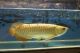Asian arowana Fishes for sale in Texas City, TX, USA. price: NA
