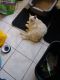 Asian Semi-Longhair Cats