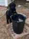 Atlas Terrier Puppies for sale in Rocky Mount, NC 27801, USA. price: $500