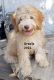 Aussie Doodles Puppies for sale in Ontario, CA, USA. price: $1,900