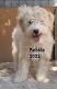 Aussie Doodles Puppies for sale in Ontario, CA, USA. price: $1,900