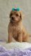 Aussie Doodles Puppies for sale in Florence, AL 35634, USA. price: NA