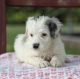 Aussie Doodles Puppies for sale in Lake Woodlands Dr, Spring, TX 77380, USA. price: $3,499
