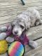 Aussie Doodles Puppies for sale in Chilhowie, VA 24319, USA. price: $1,000