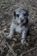 Aussie Doodles Puppies for sale in Winston-Salem, NC, USA. price: NA