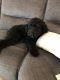Aussie Doodles Puppies for sale in Newell, AL 36280, USA. price: NA