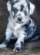 Aussie Doodles Puppies for sale in Dallas, TX, USA. price: NA