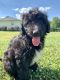 Aussie Doodles Puppies for sale in Greer, SC 29651, USA. price: $700