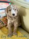 Aussie Doodles Puppies for sale in OH-188, Pleasantville, OH, USA. price: NA