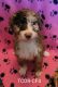 Aussie Doodles Puppies for sale in Texas Creek, CO 81223, USA. price: NA