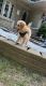 Aussie Doodles Puppies for sale in 14270 Edshire Dr, Sterling Heights, MI 48312, USA. price: NA