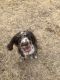 Aussie Doodles Puppies for sale in Orofino, ID 83544, USA. price: $1,000