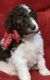 Aussie Doodles Puppies for sale in Danville, KY, USA. price: NA