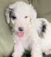 Aussie Doodles Puppies for sale in Paulden, AZ, USA. price: NA