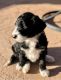 Aussie Doodles Puppies for sale in Clovis, CA 93619, USA. price: NA