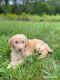 Aussie Doodles Puppies for sale in Terre Haute, IN, USA. price: NA